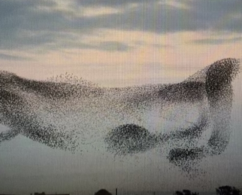 image of murmuration from BOIDS simulation